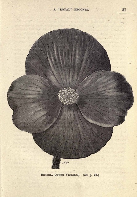 B. ‘Queen Victoria’